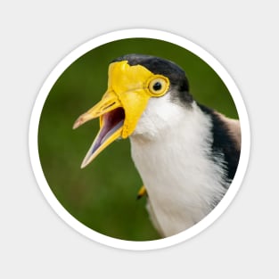 Australian Masked Lapwing (Plover) Magnet